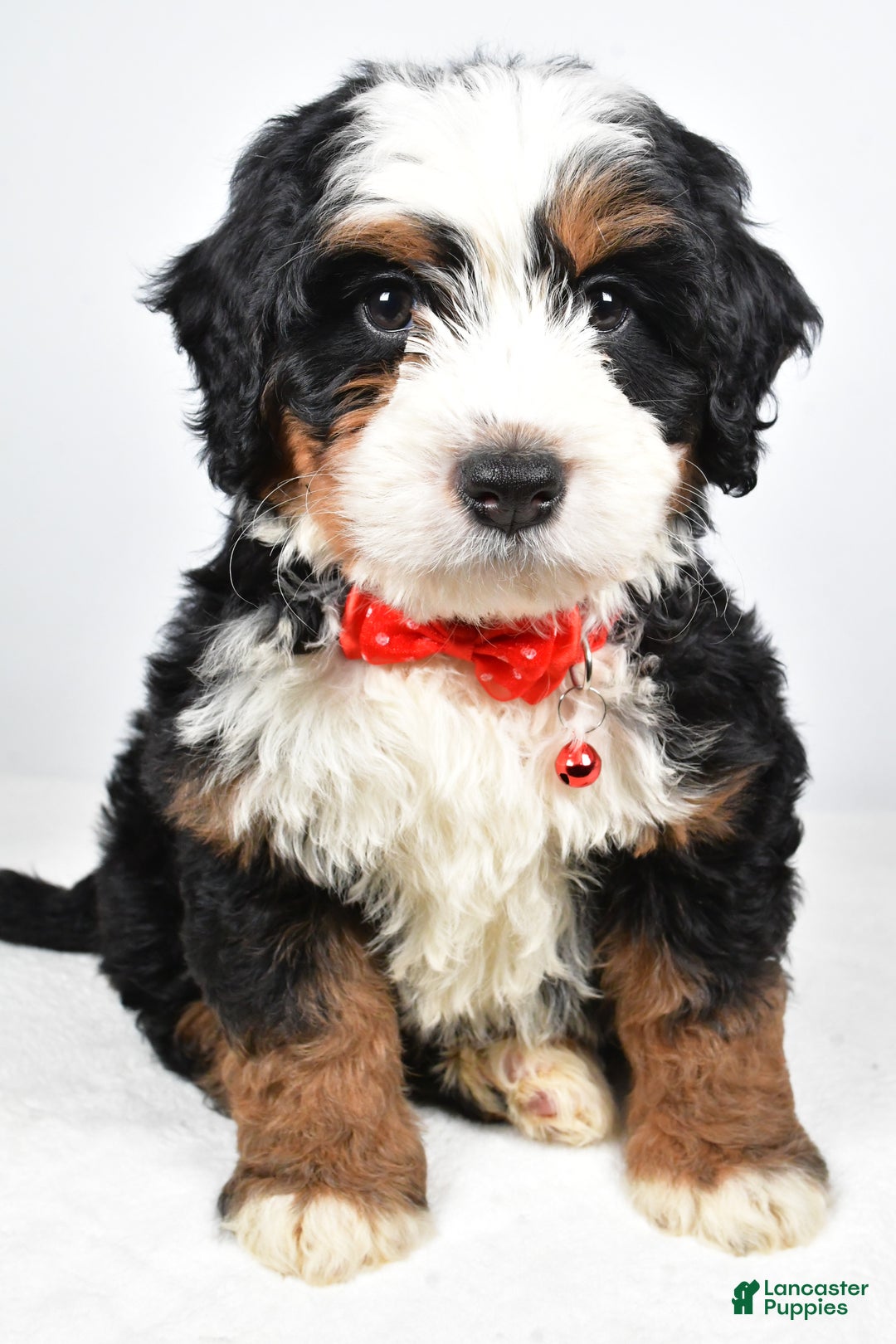 Mixed Breed dogs for sale: Cole - Ad 6