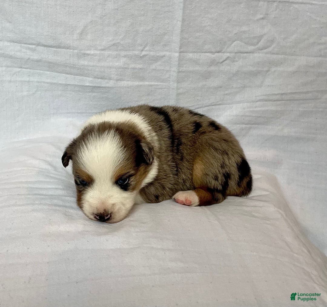 Australian Shepherd dogs for sale: Brave - Ad 2