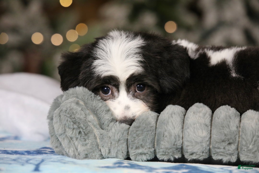 Teddy Bear dogs for sale: Elfie - Ad 25