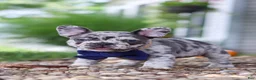 French Bulldog dogs for sale: Hayden - Ad 7