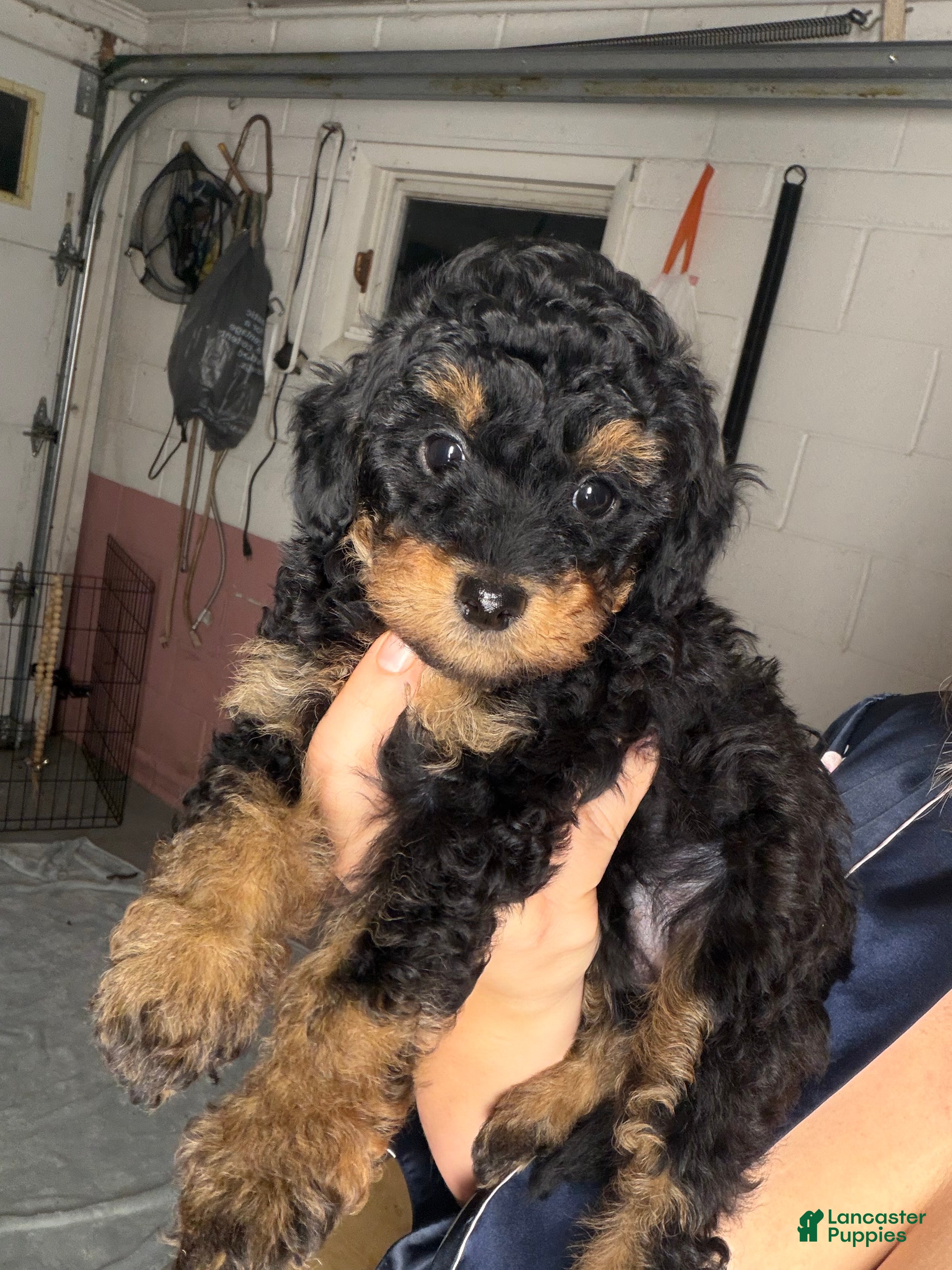 Yorkiepoo dogs Yorkiepoo 6 - Ad 1