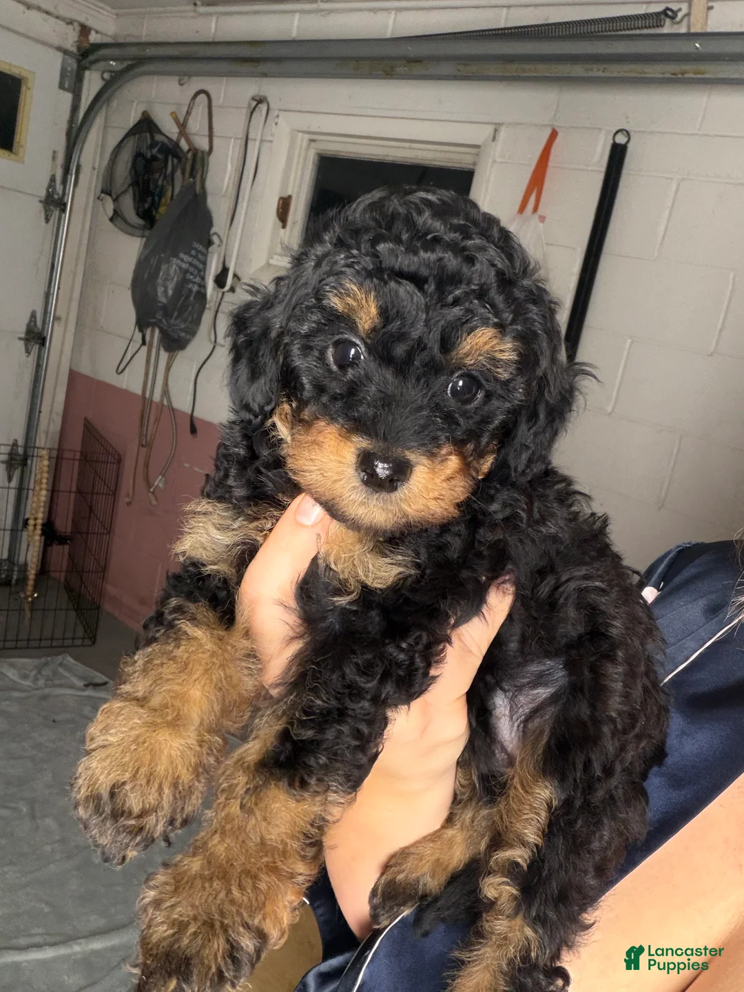 Yorkiepoo dogs for sale: Yorkiepoo 6 - Ad 1