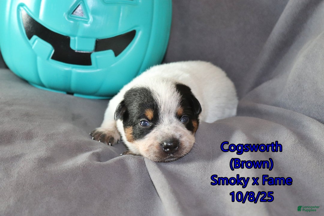 Australian Cattle Dog dogs for sale: Cogsworth - Ad 3