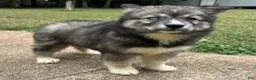 Siberian Husky dogs for sale: Charlotte - Ad 5