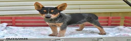 Australian Cattle Dog dogs for sale: Blackie - Ad 4