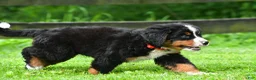Bernese Mountain Dog dogs for sale: Nickle - Ad 15