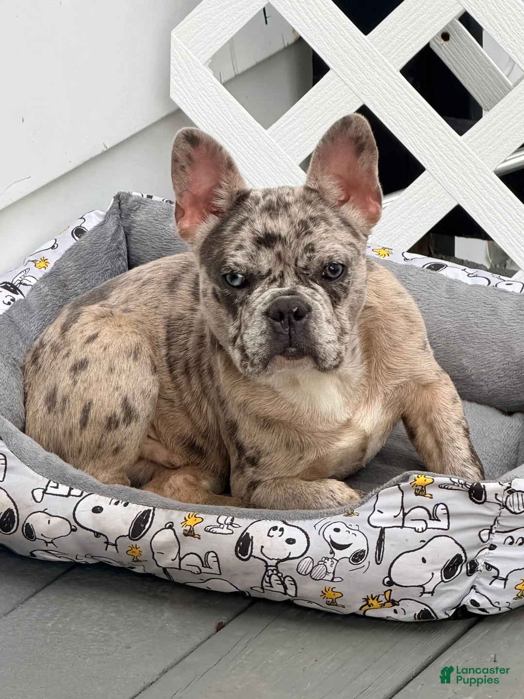French Bulldog dogs for sale: Diesel - Ad 1