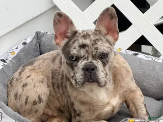 French Bulldog dogs Diesel - Ad 16