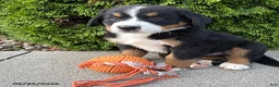 Bernese Mountain Dog dogs for sale: Benson - Ad 2