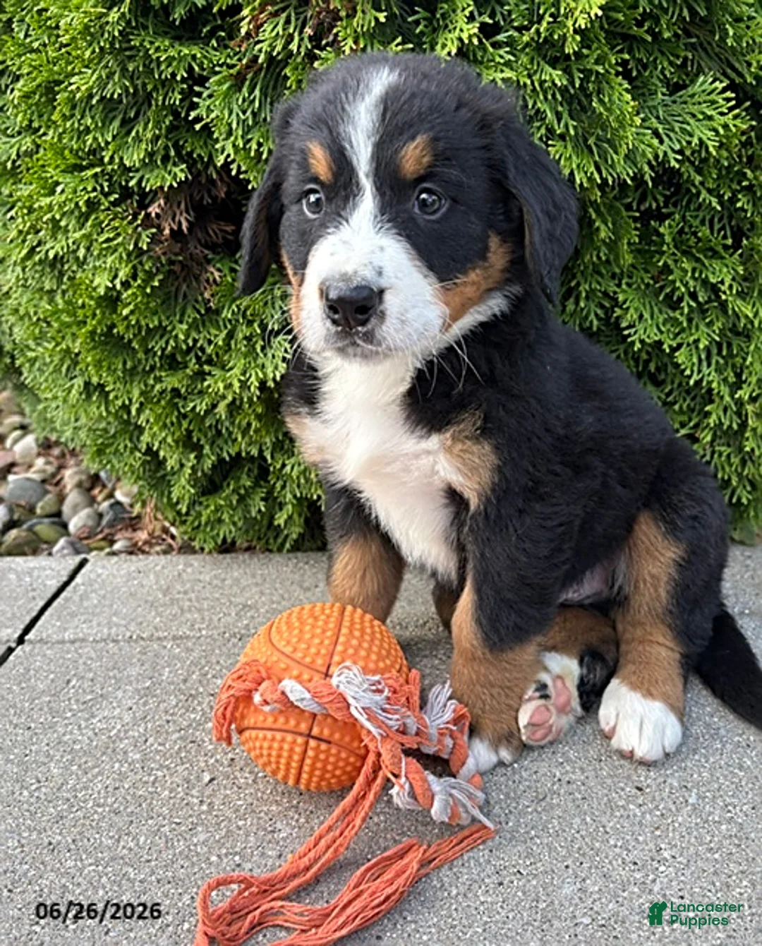 Bernese Mountain Dog dogs for sale: Benson - Ad 2