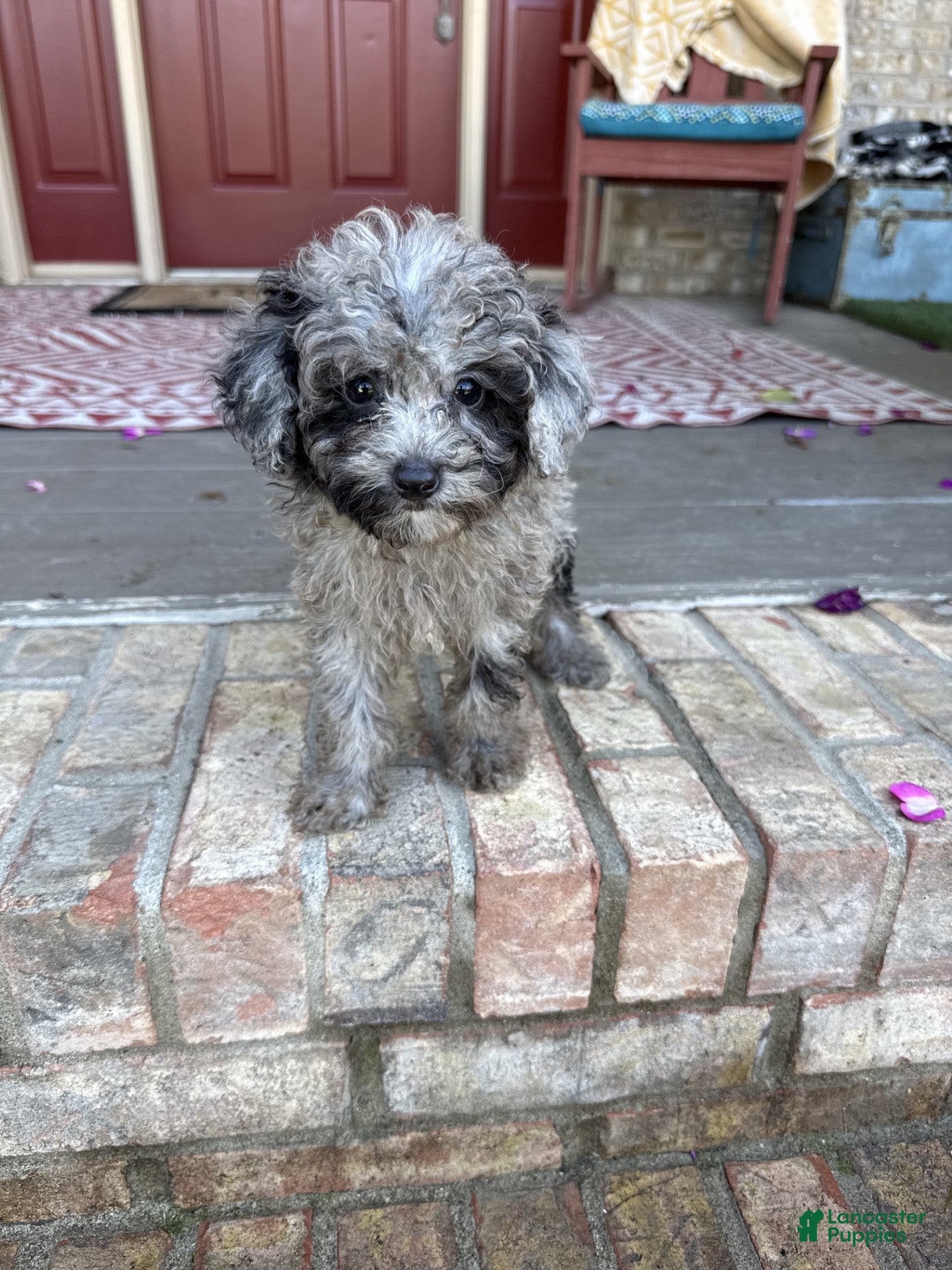 Mini Aussiedoodle dogs for sale: Otis - Ad 7