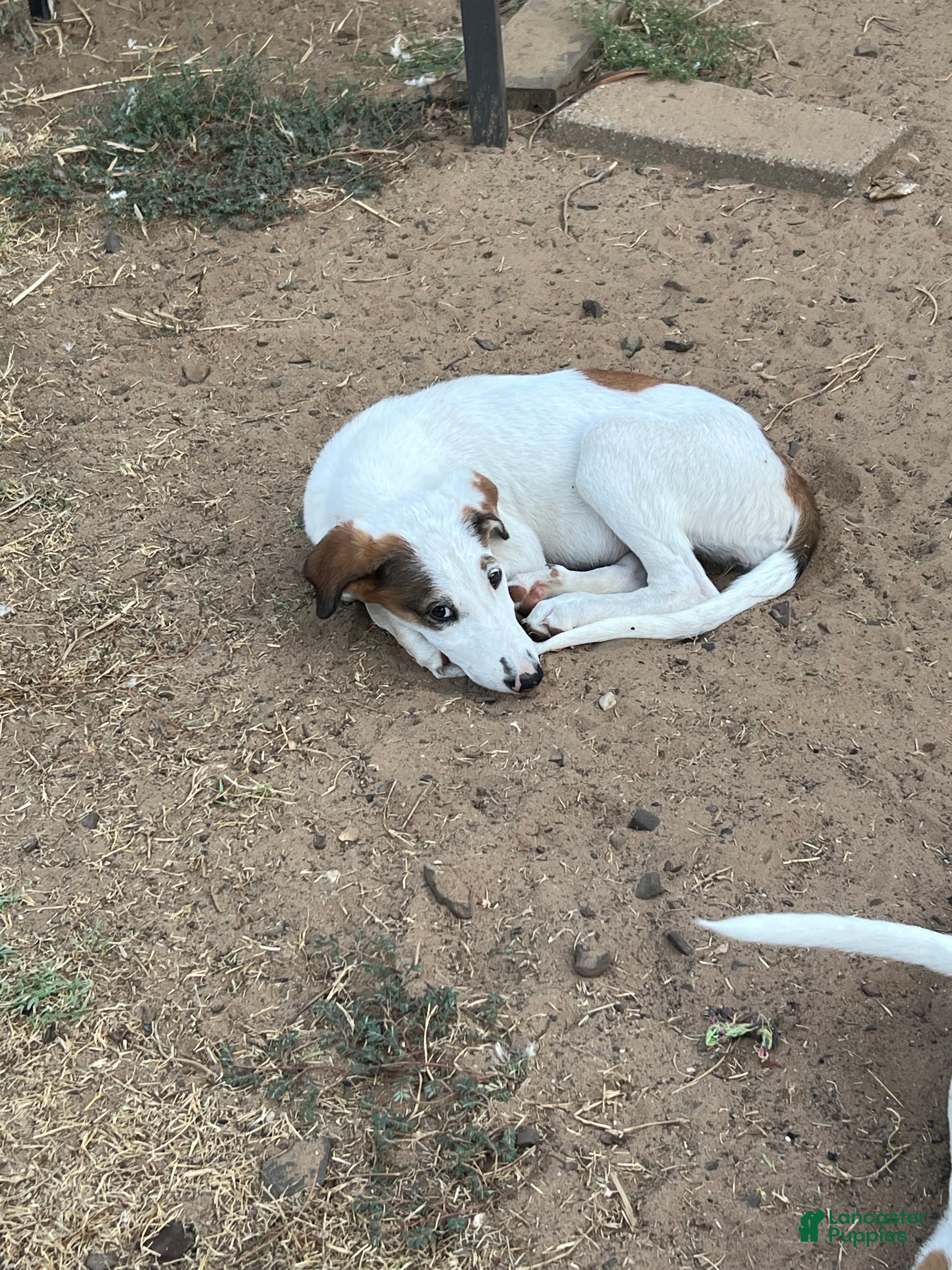 Mixed Breed dogs Patootsy  - Ad 1