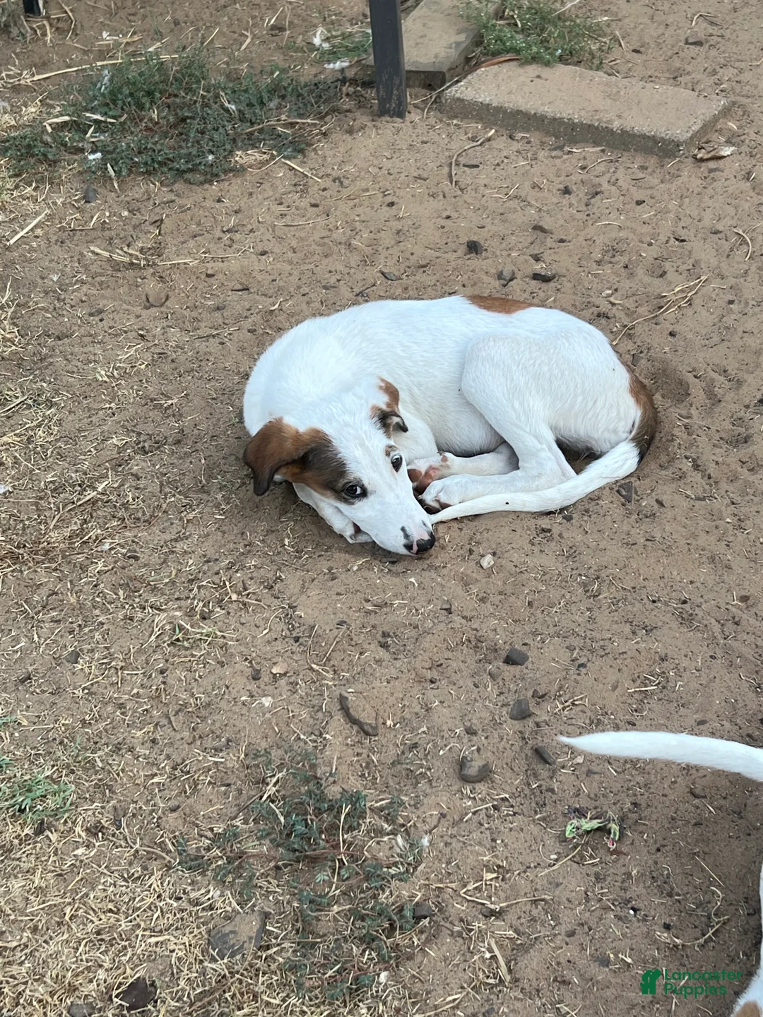 Mixed Breed dogs for sale: Patootsy  - Ad 1