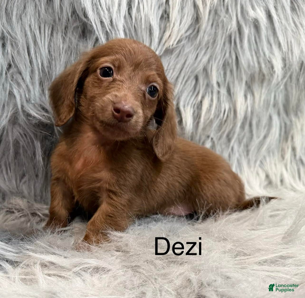 Dachshund dogs Dezi  - Ad 8