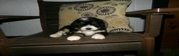 Mini Bernedoodle dogs for sale: Alex - Ad 8