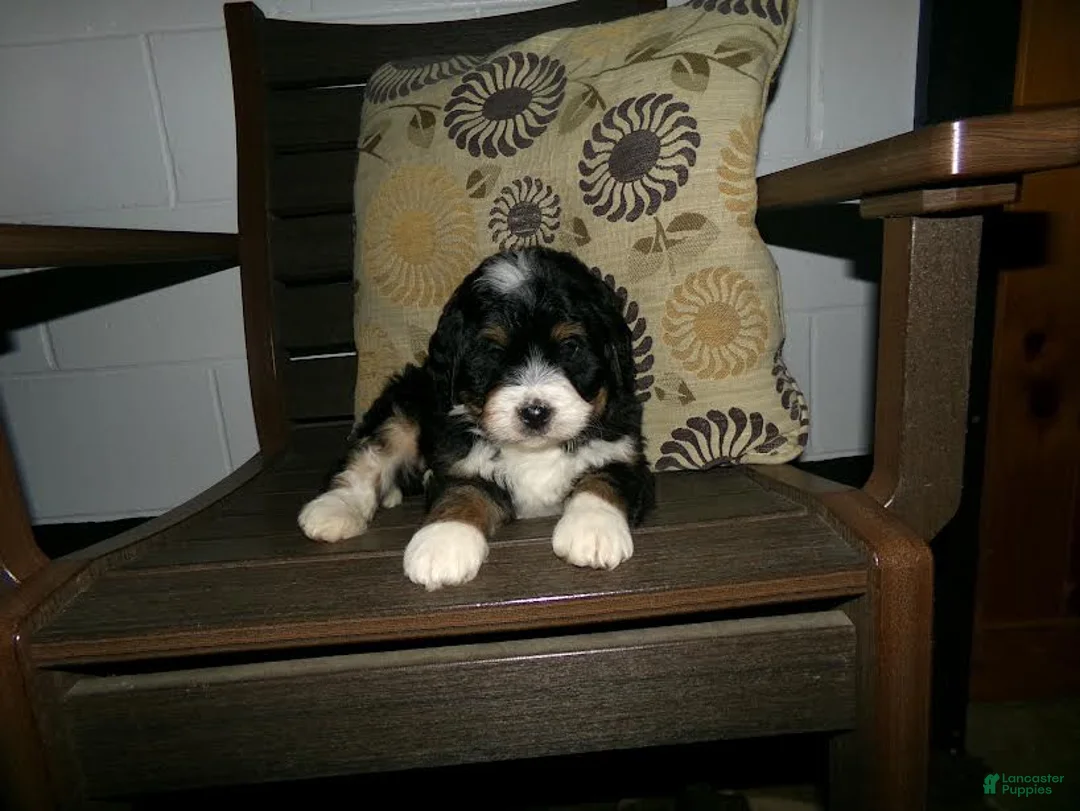 Mini Bernedoodle dogs for sale: Alex - Ad 8