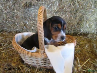 Beagle dogs Ranger - Ad 25