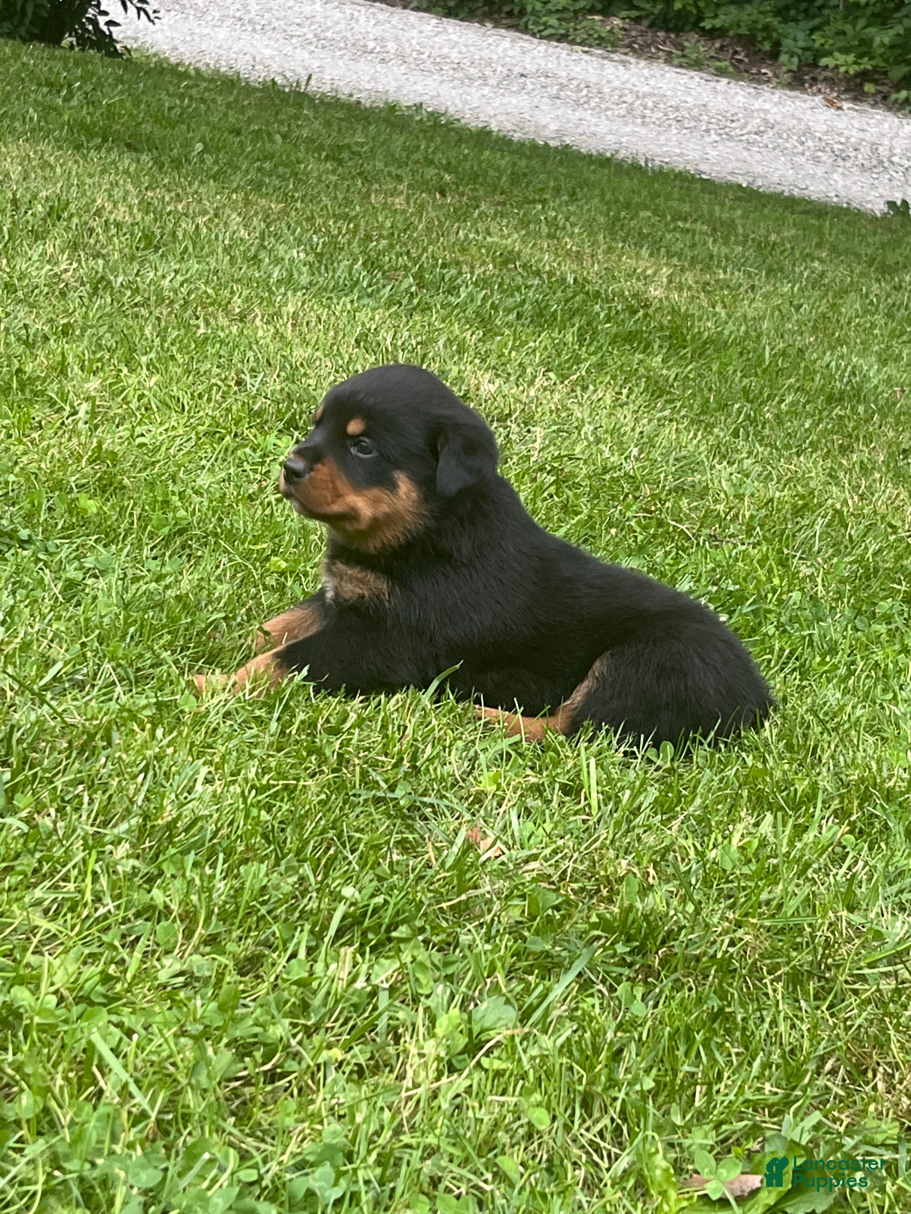 Rottweiler dogs Duke - Ad 2