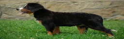 Bernese Mountain Dog dogs for sale: Sunny - Ad 3