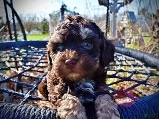 Havapoo dogs Nabisco - Ad 8