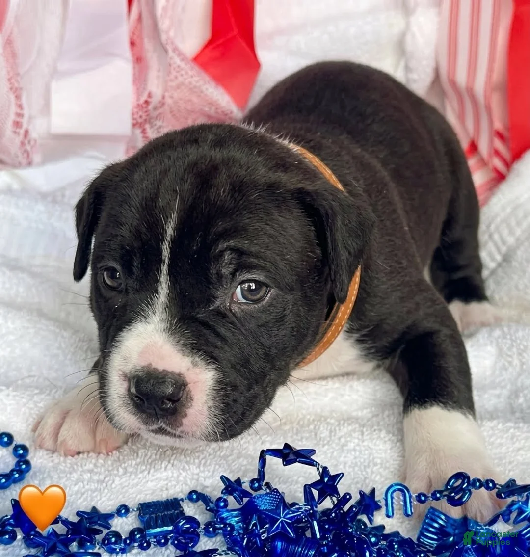 Mixed Breed dogs for sale: American Corso Orange collar - Ad 2