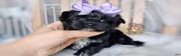 Morkie dogs for sale: Korean Moana - Ad 4
