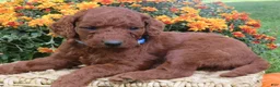 Mini Goldendoodle dogs for sale: Chocolate  - Ad 4