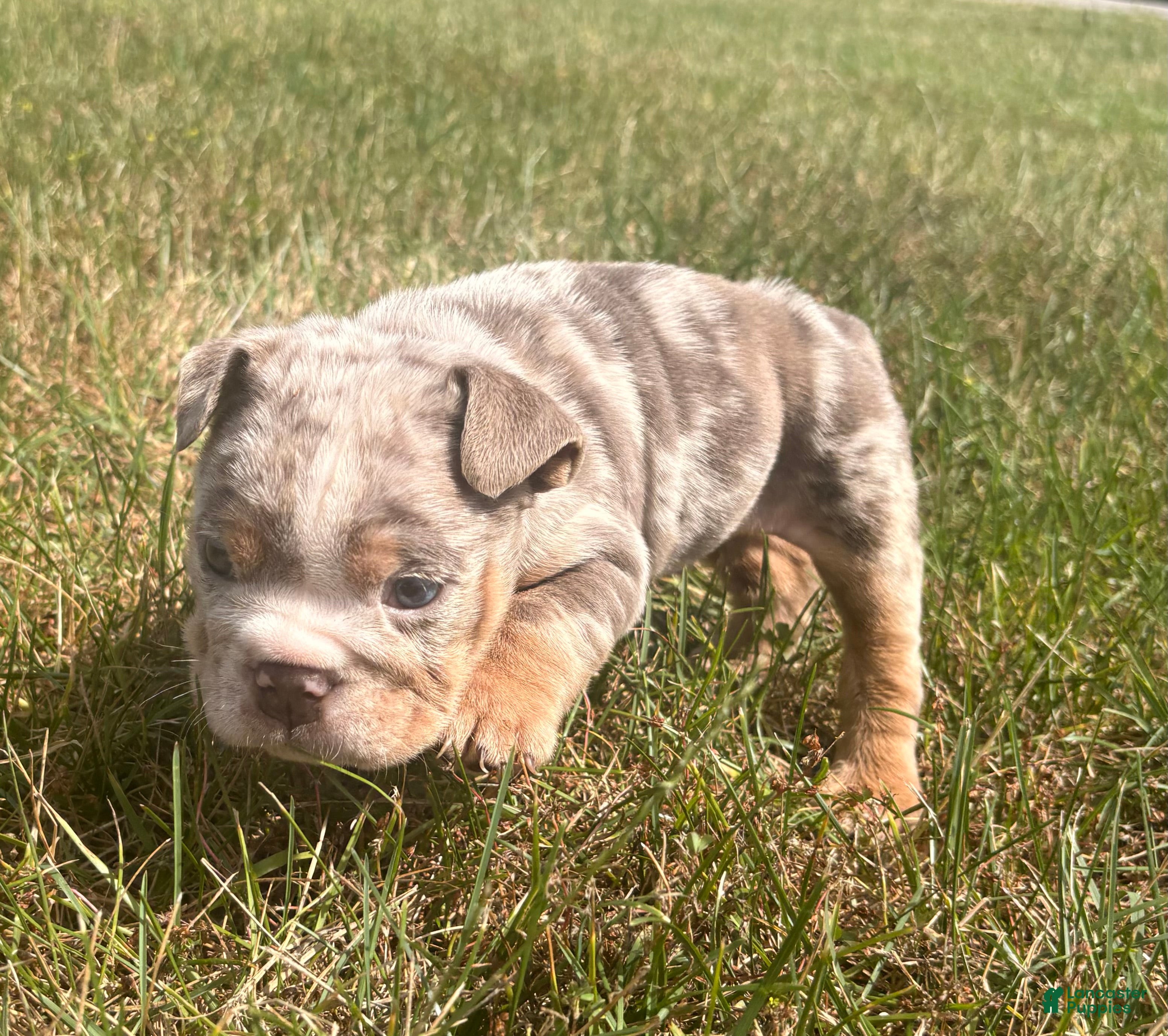 English Bulldog dogs Freckles  - Ad 2