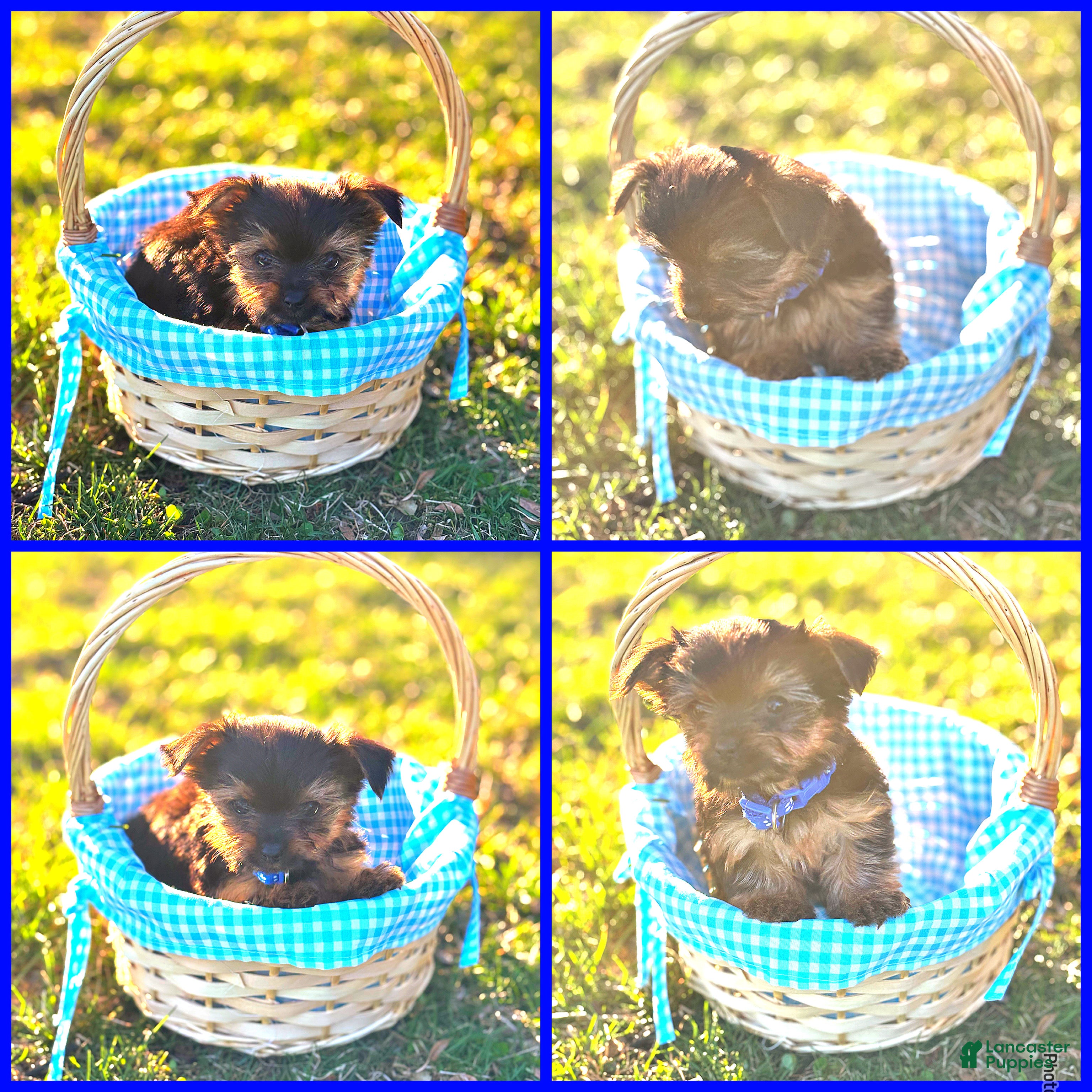 Yorkshire Terrier dogs Prince - Ad 14