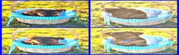 Yorkshire Terrier dogs for sale: Prince - Ad 1