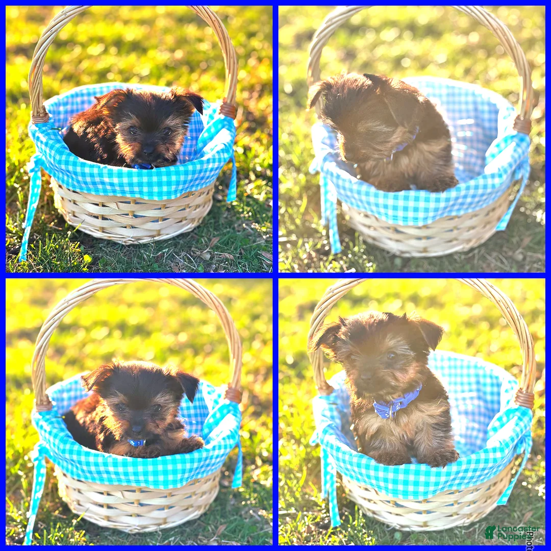 Yorkshire Terrier dogs for sale: Prince - Ad 1