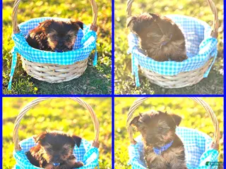 Yorkshire Terrier dogs Prince - Ad 14