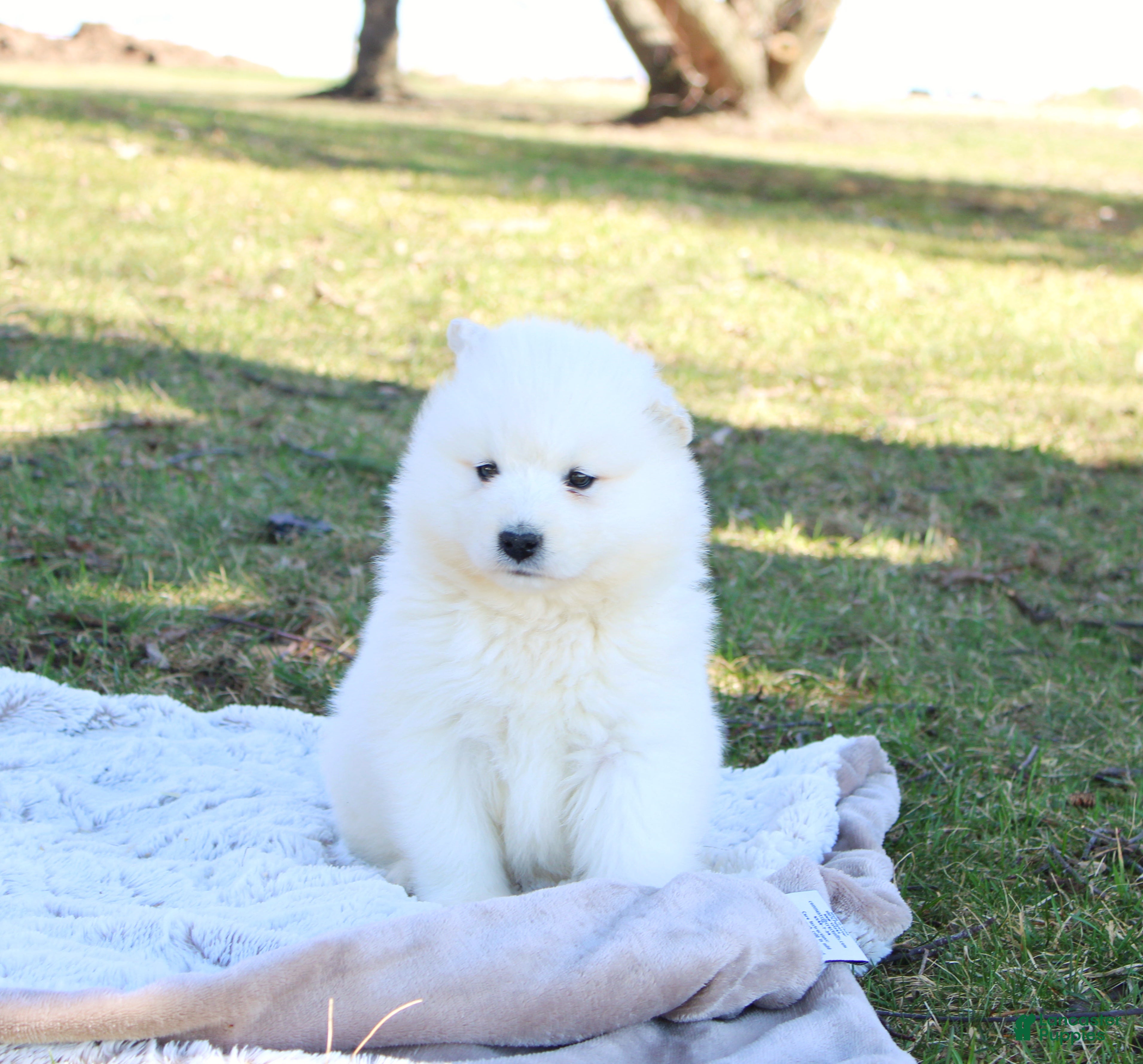 Samoyed dogs Samoyed Puppy 2 - Ad 2