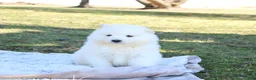 Samoyed dogs for sale: Samoyed Puppy 5 - Ad 4