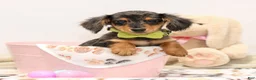 Miniature Dachshund dogs for sale: Fletcher - Ad 1