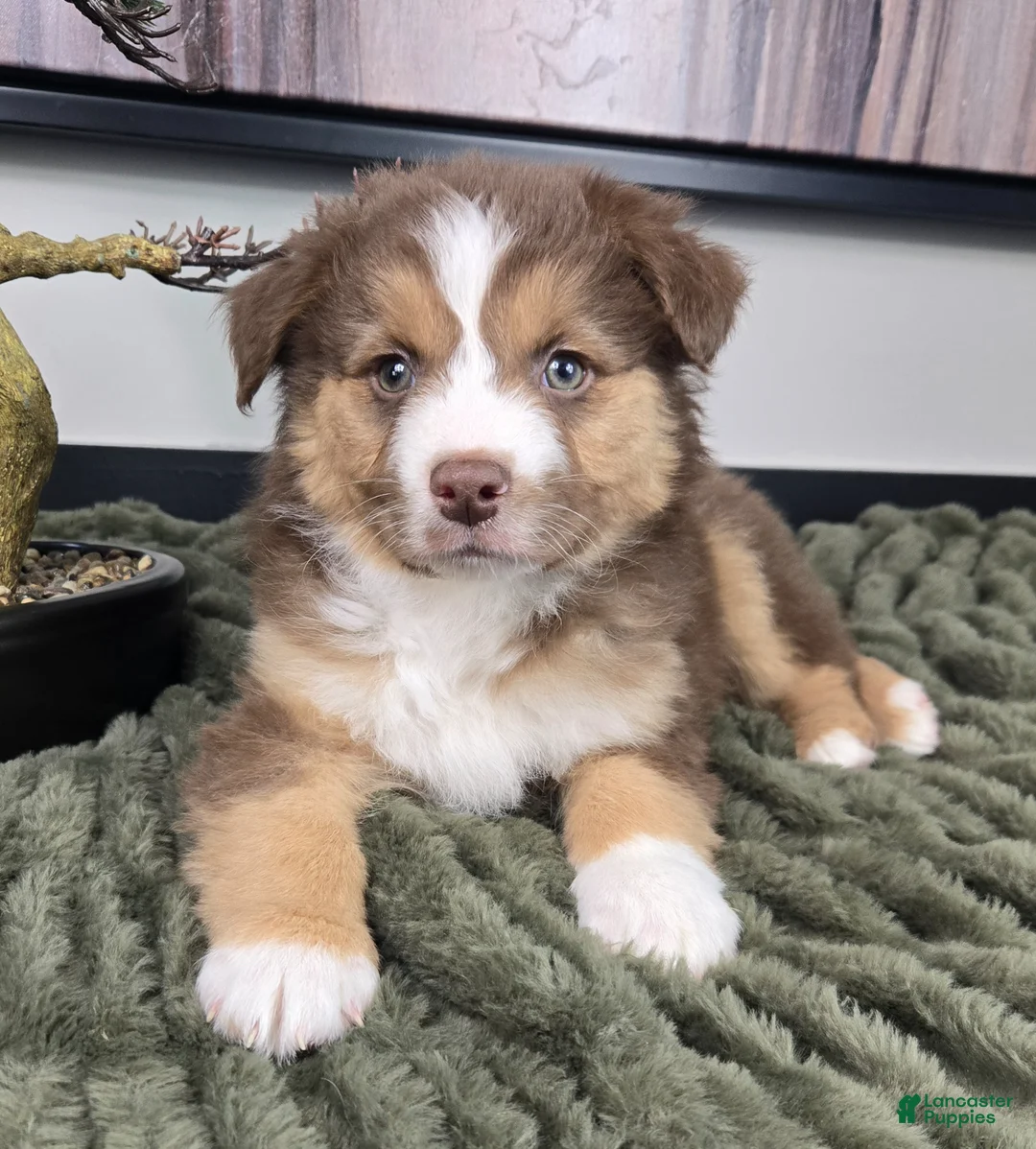 Miniature Australian Shepherd dogs for sale: Silas - Ad 2