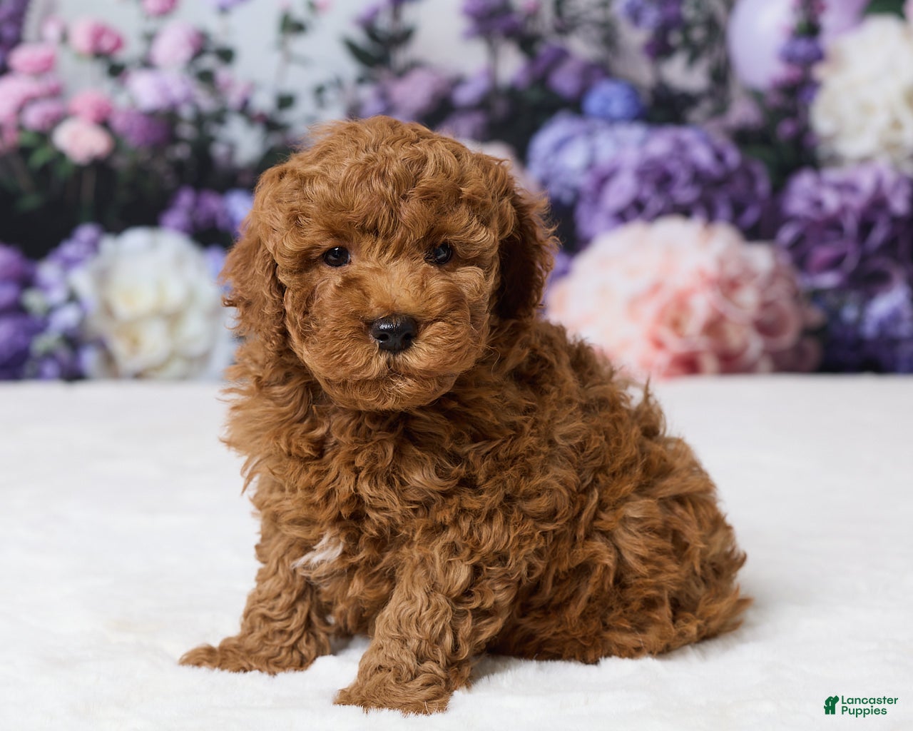 Miniature Poodle dogs Benly - Ad 2