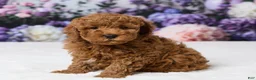 Miniature Poodle dogs for sale: Benly - Ad 2