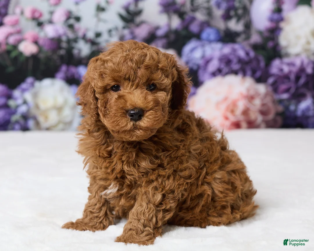 Miniature Poodle dogs for sale: Benly - Ad 2