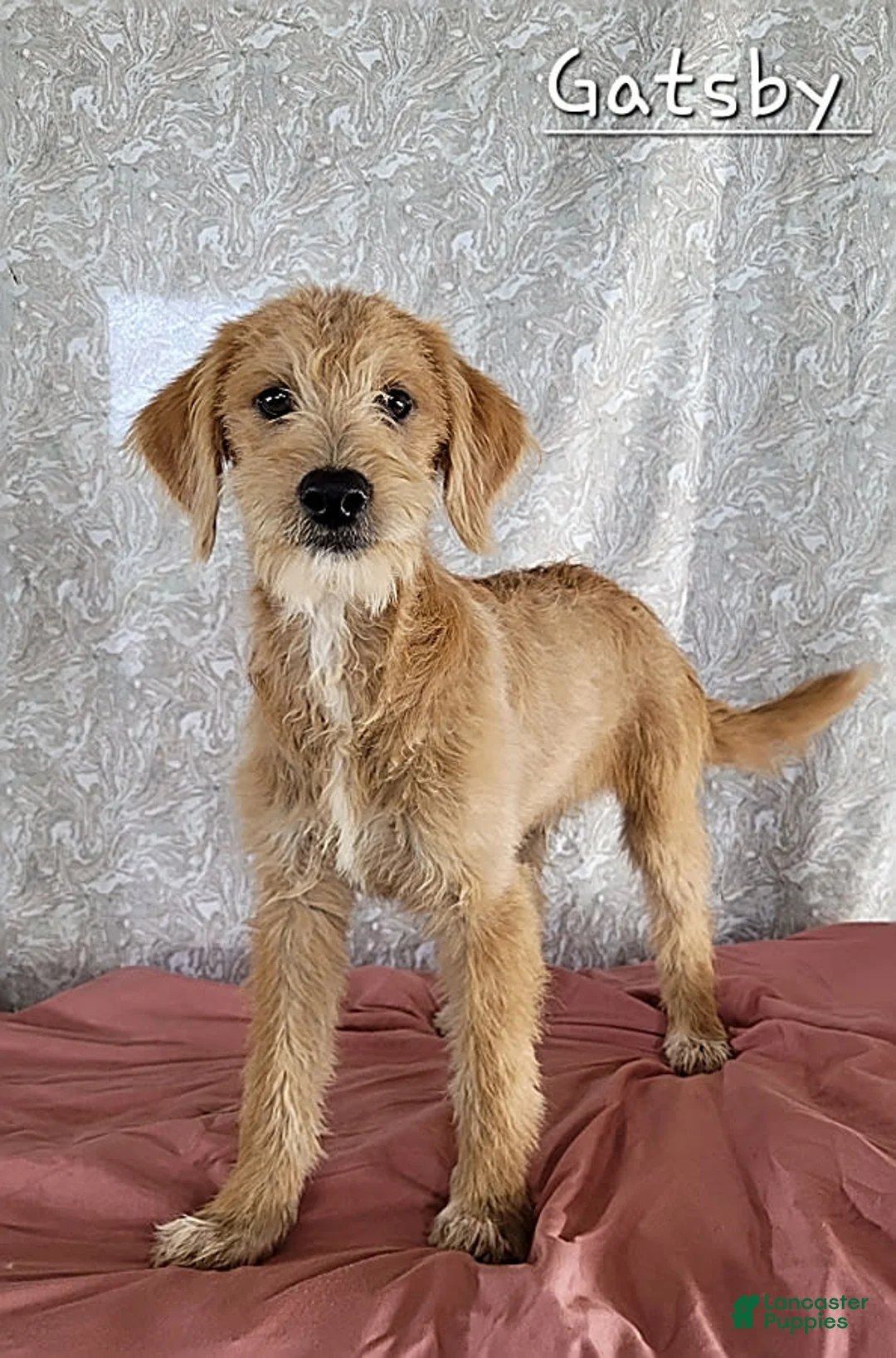 Gallery Image {{count}}