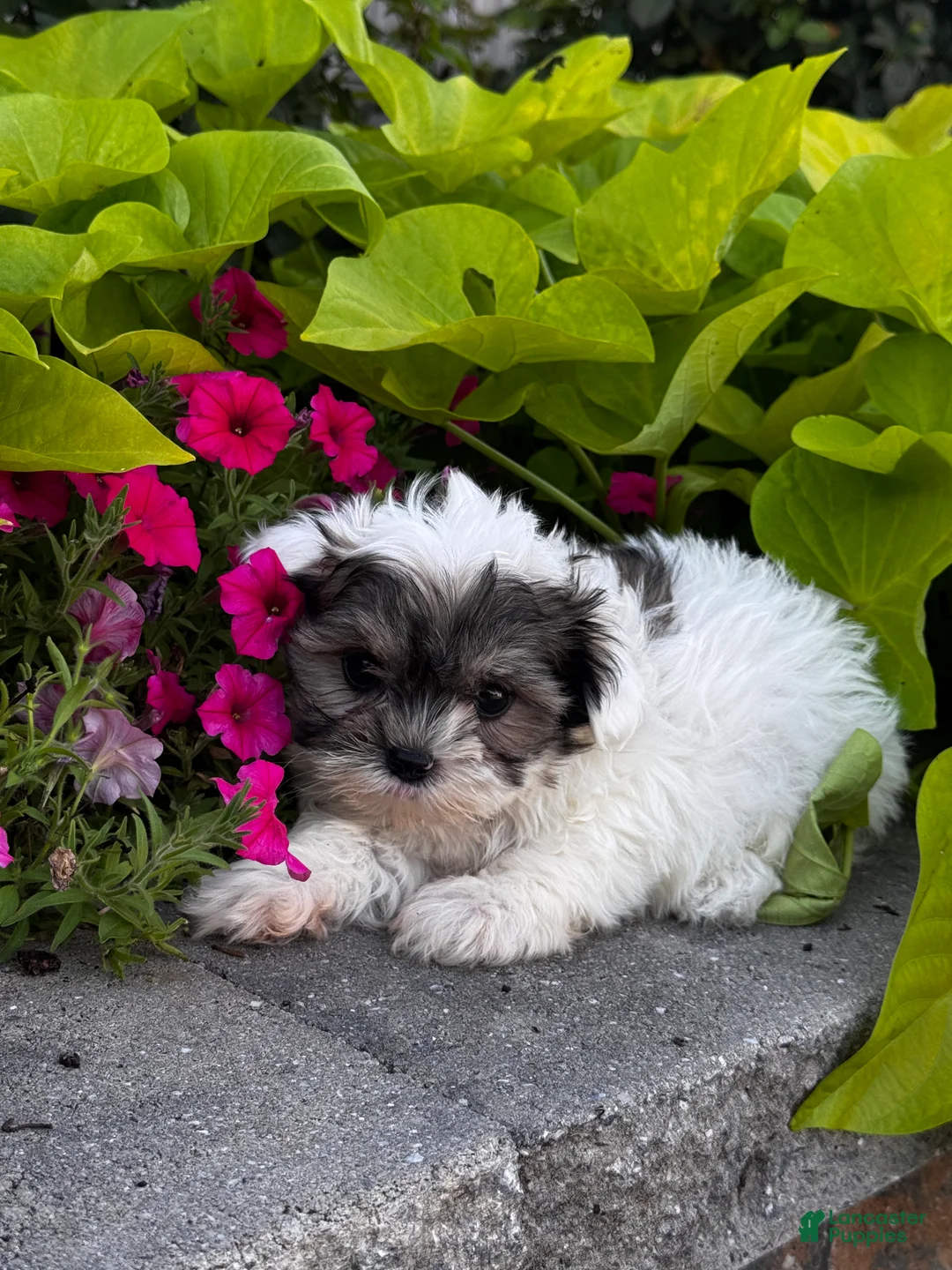 Mixed Breed dogs for sale: Scotty🐾 - Ad 2