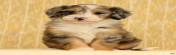 Mini Bernedoodle dogs for sale: Paisley - Ad 3