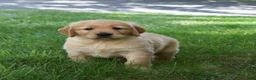 Golden Retriever dogs for sale: Odie - Ad 3