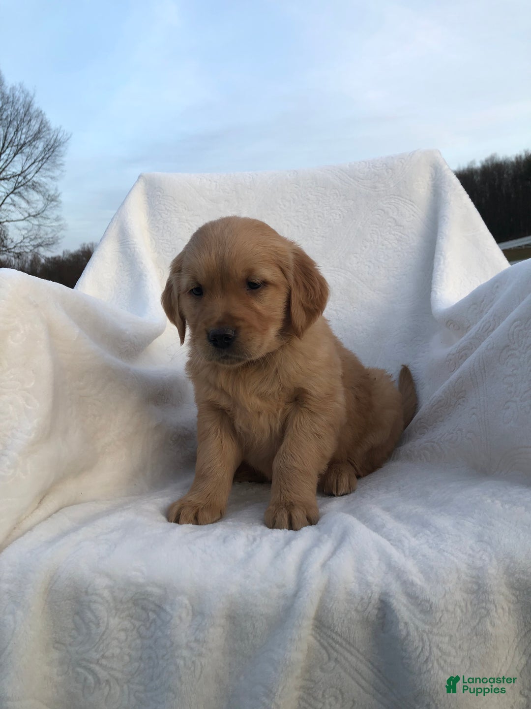 Golden Retriever dogs for sale: Rascal - Ad 3