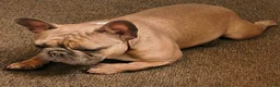 French Bulldog dogs for sale: Taz - Ad 2