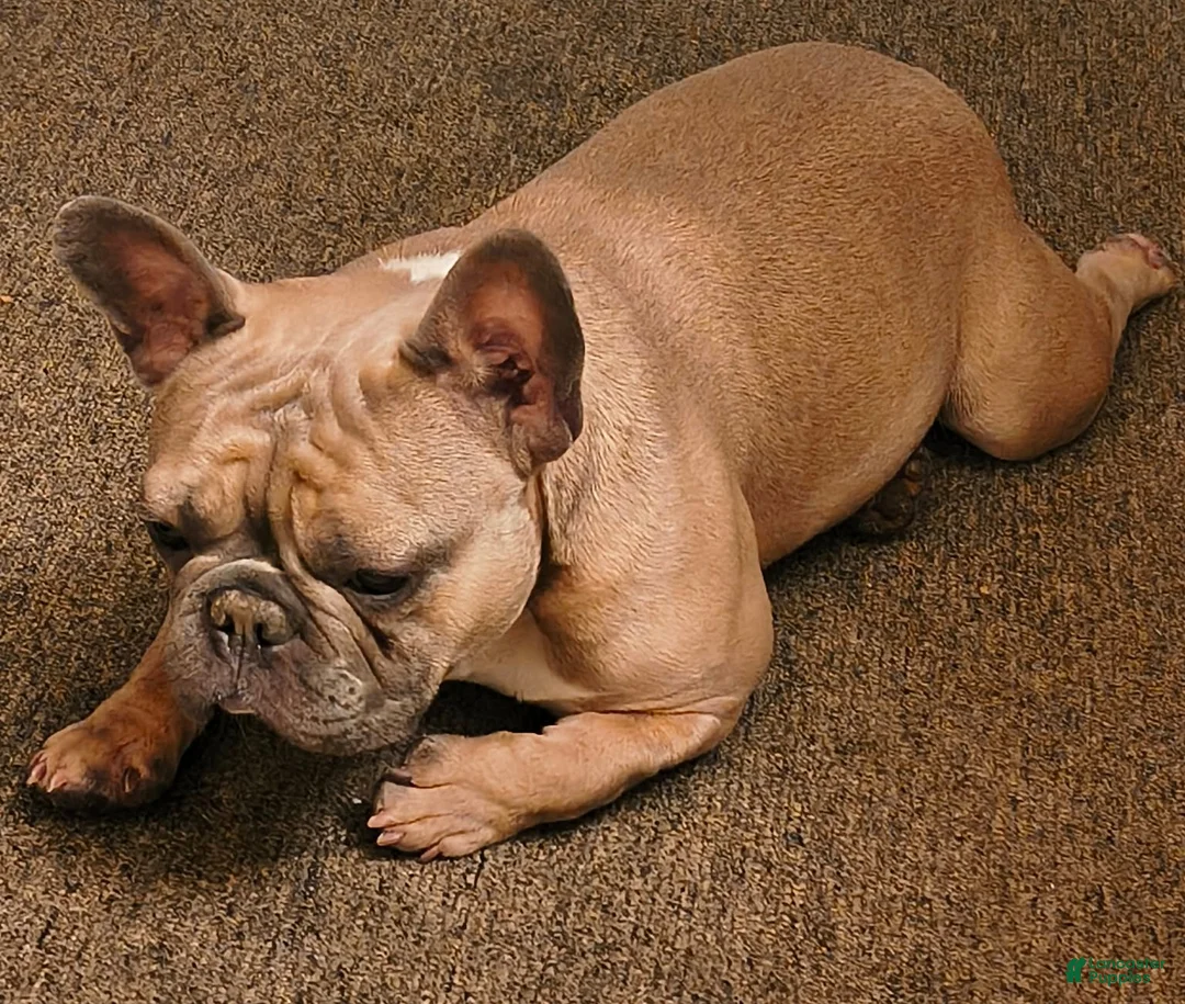 French Bulldog dogs for sale: Taz - Ad 2
