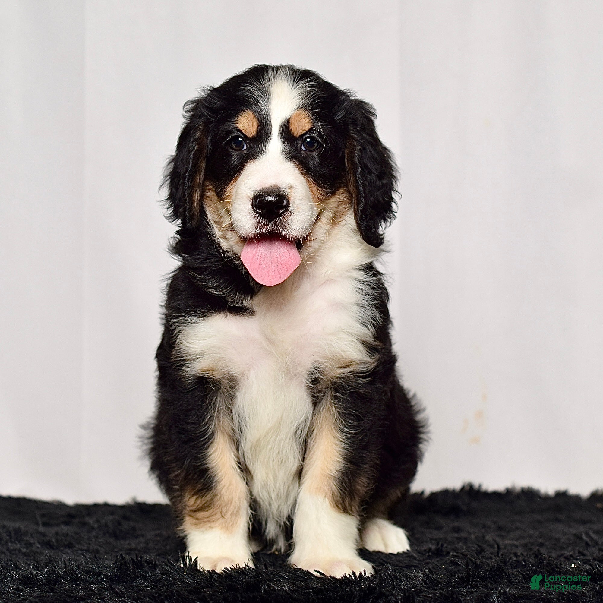 Bernedoodle dogs Ms. Harper - Ad 2