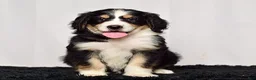 Bernedoodle dogs for sale: Ms. Harper - Ad 2