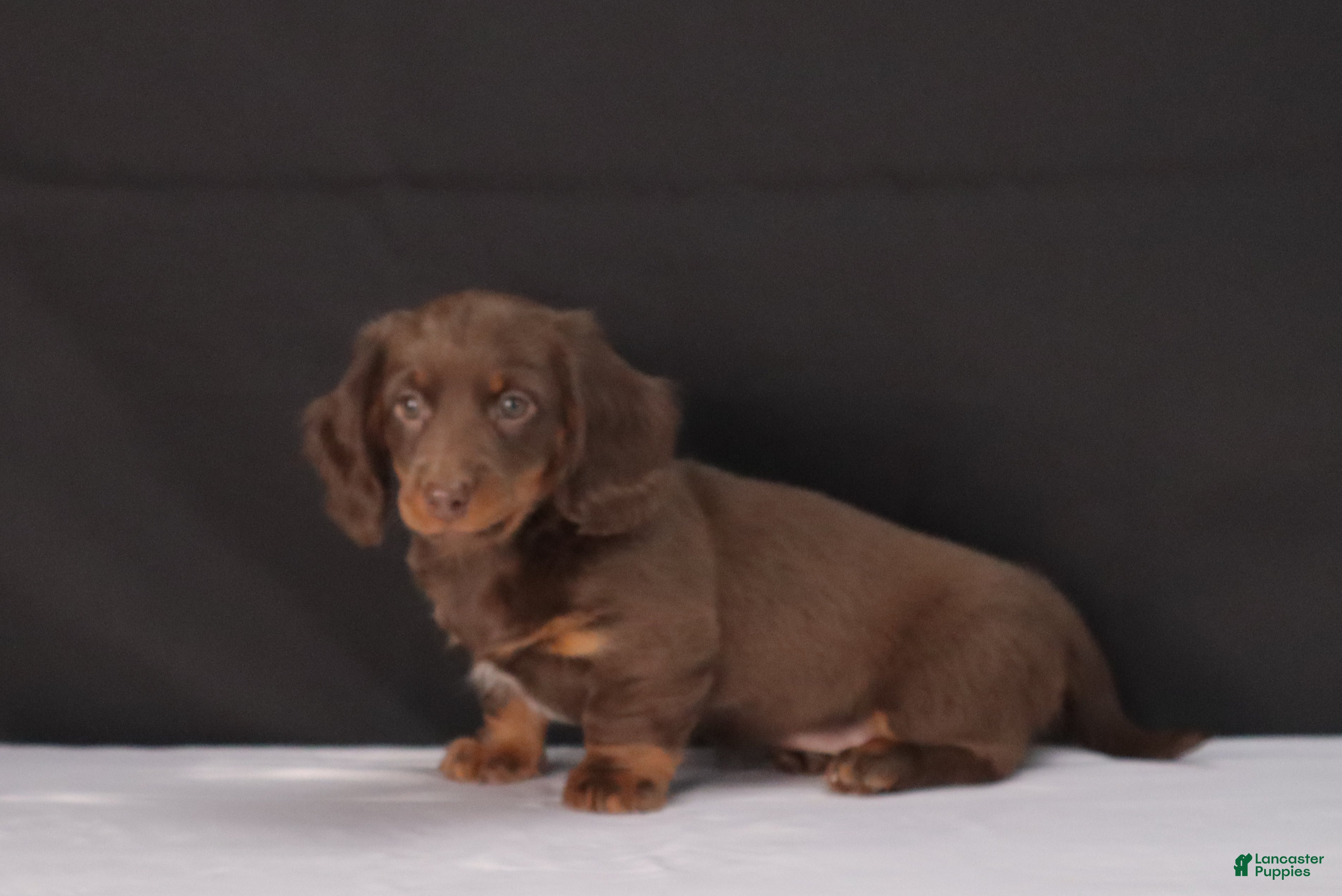 Dachshund dogs Kacie - Ad 2