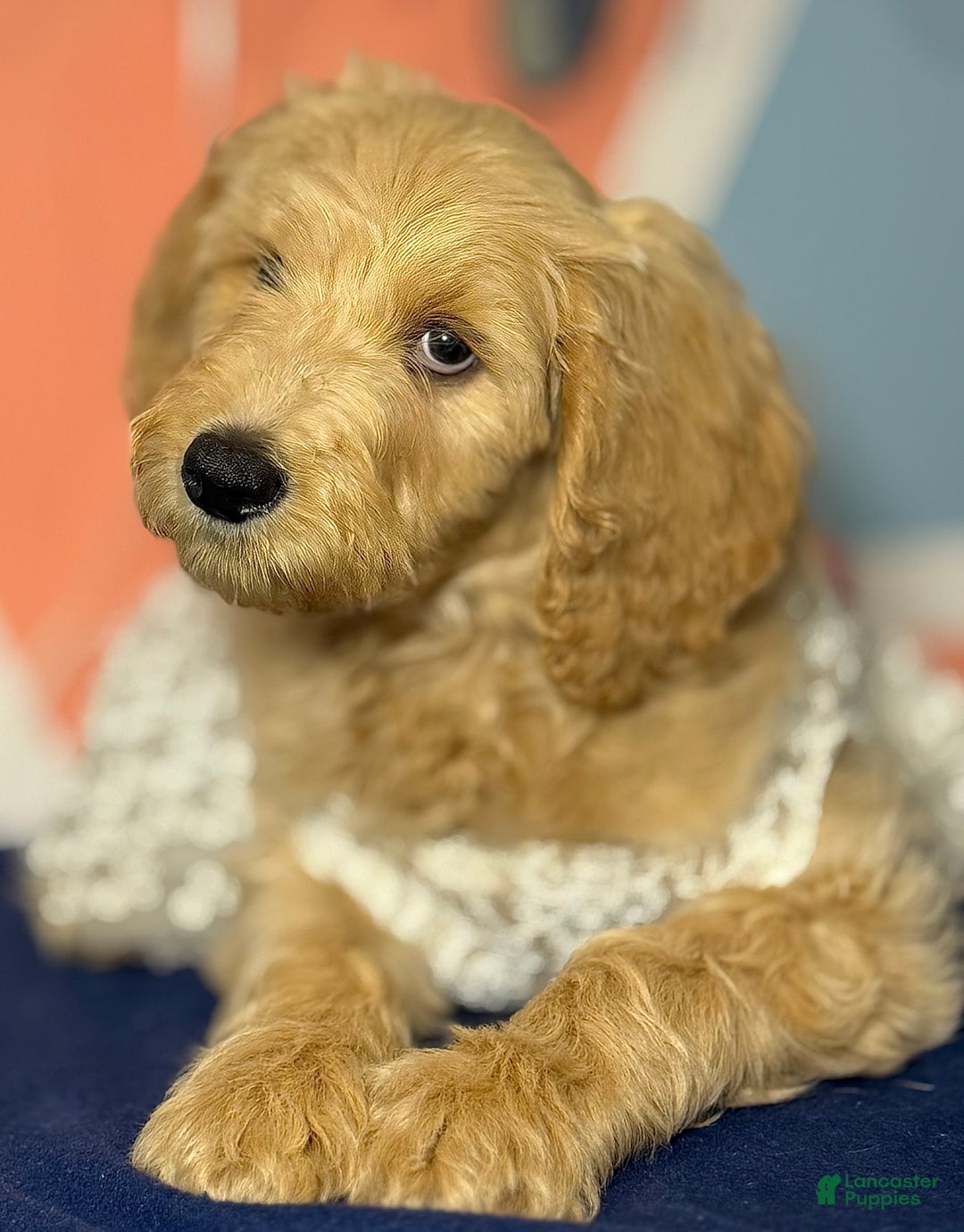 Goldendoodle dogs for sale: Lily - Ad 3